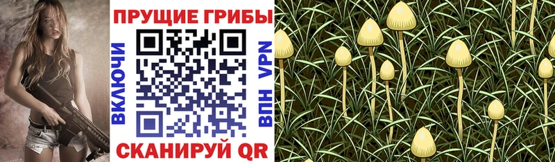 Псилоцибиновые грибы мухоморы  где можно купить   Павловский Посад 